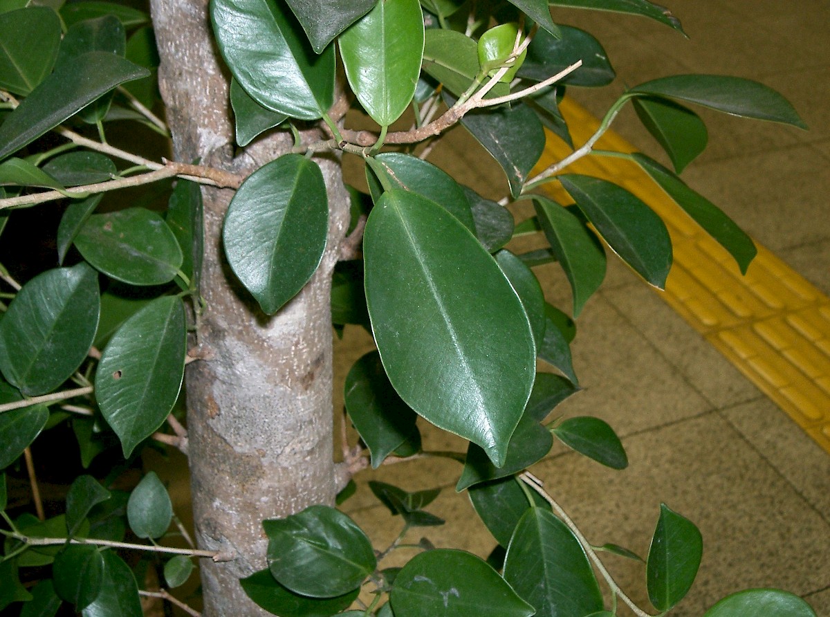 Ficus microcarpa UF/IFAS Assessment University of
