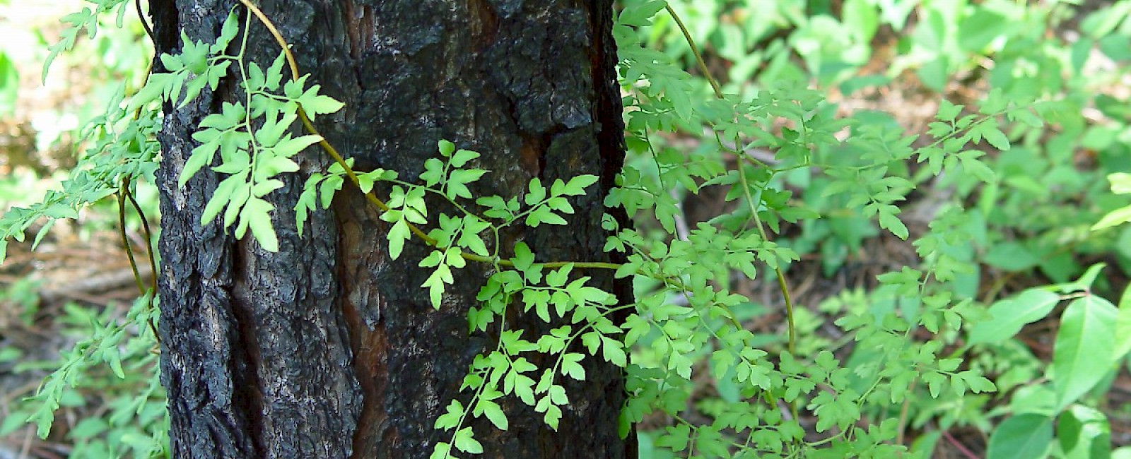 [*Lygodium japonicum*](/assessments/lygodium-japonicum/), Japanese climbing fern — Photo by [Chris Evans](http://Bugwood.org)