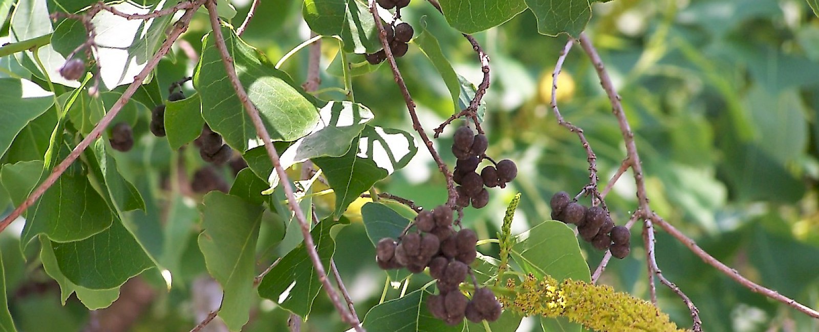 [*Triadica sebifera*](/assessments/sapium-sebiferum/), Chinese tallowtree — [Wikimedia Commons](http://commons.wikimedia.org/wiki/File:ChineseTallowSeedpods.jpg)