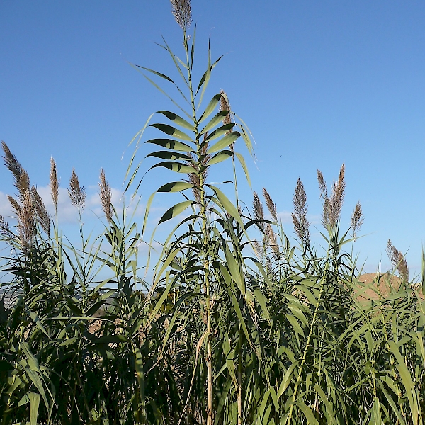 Arundo donax - UF/IFAS Assessment - University of Florida, Institute of ...