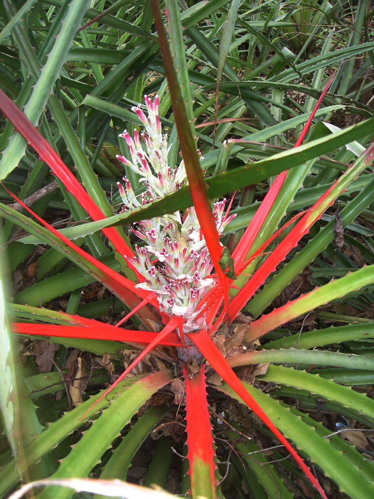  Bromelia pinguin UF IFAS Assessment University of 