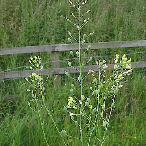 Camelina sativa - UF/IFAS Assessment - University of Florida, Institute