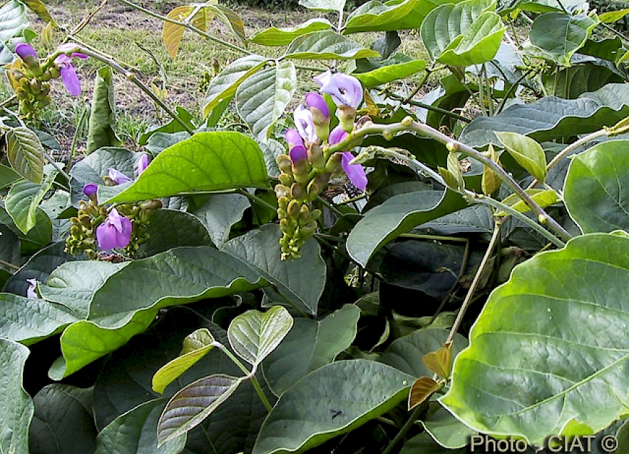 Canavalia Brasiliensis UF IFAS Assessment University Of Florida 