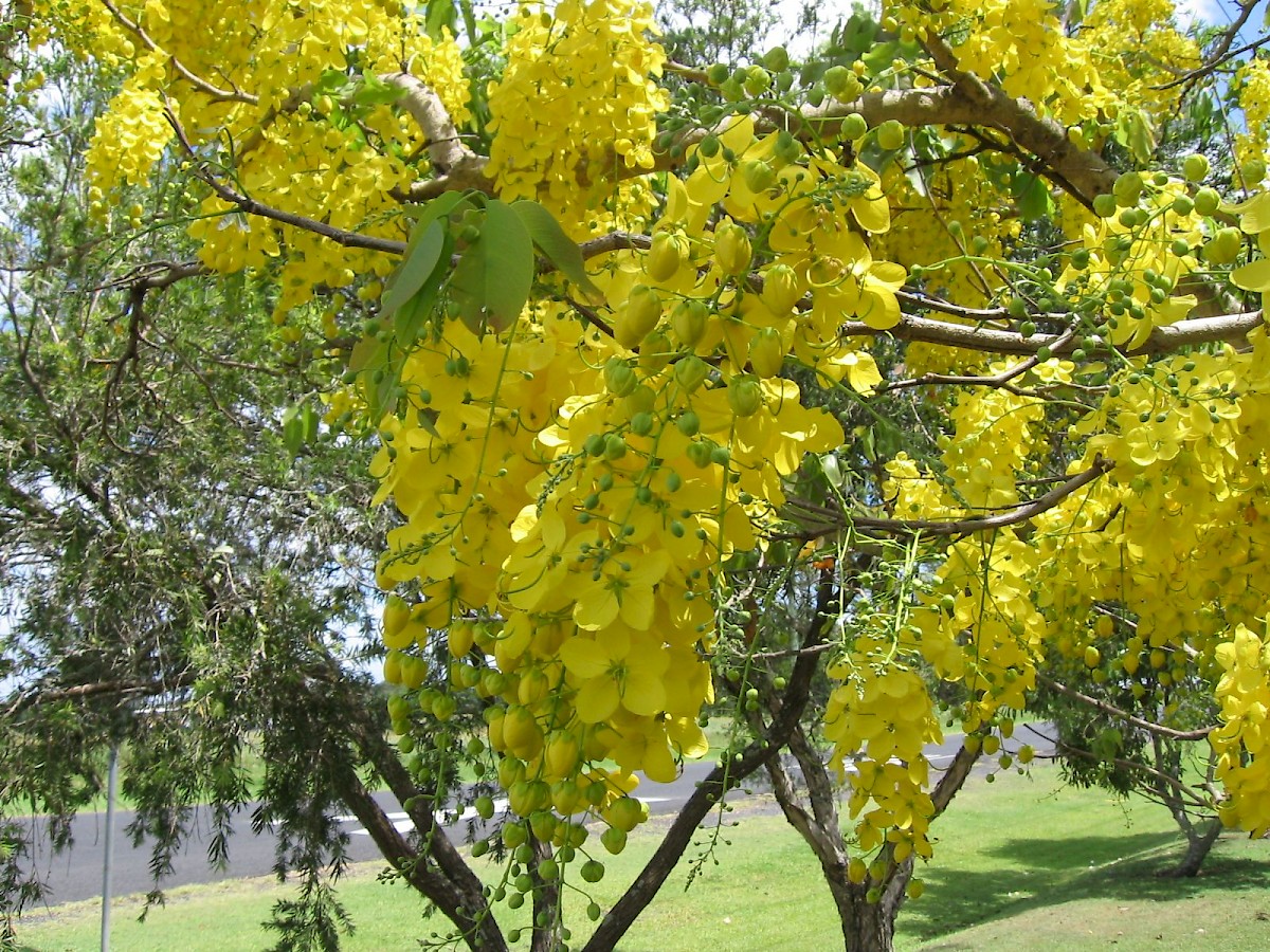 Cassia Fistula UF IFAS Assessment University Of Florida Institute 