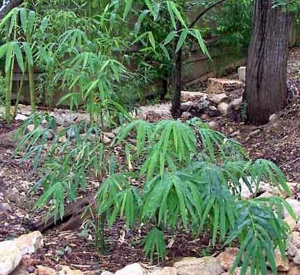 Dendrocalamus strictus UF/IFAS Assessment University of Florida