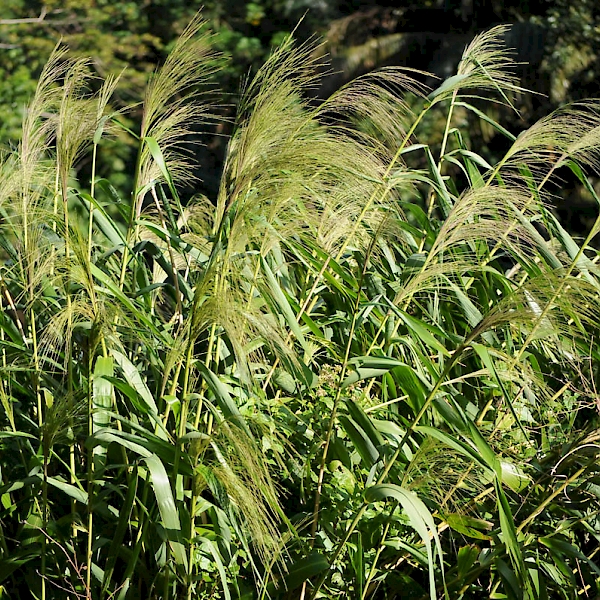 Thysanolaena latifolia UF/IFAS Assessment University of Florida