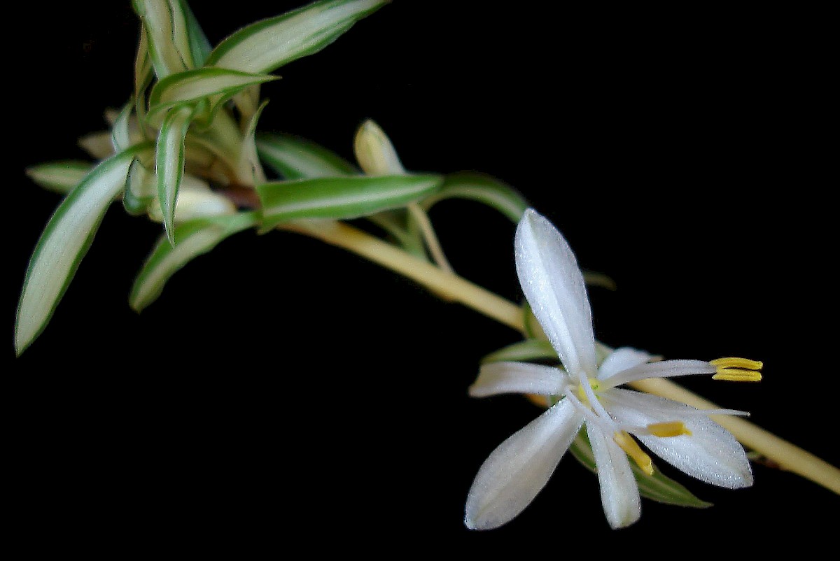 Spider Plant - University of Florida, Institute of Food and Agricultural  Sciences