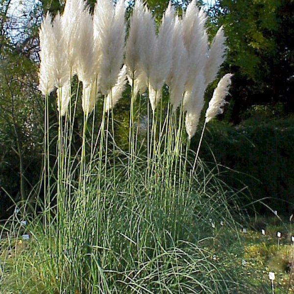 Cortaderia selloana - UF/IFAS Assessment - University of Florida ...