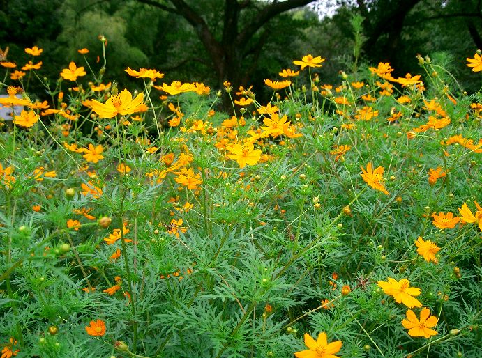 Cosmos Sulphureus UF IFAS Assessment University Of Florida 