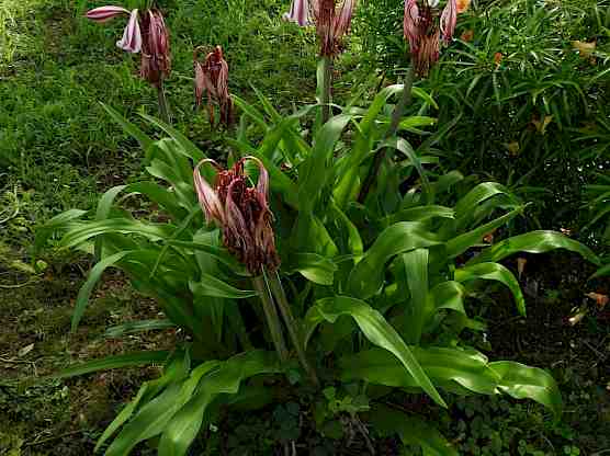 Crinum zeylanicum