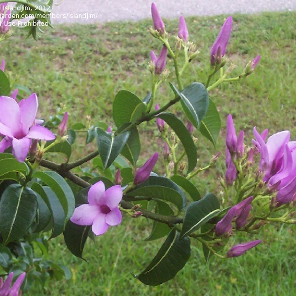 Cryptostegia grandiflora UF/IFAS Assessment University of Florida