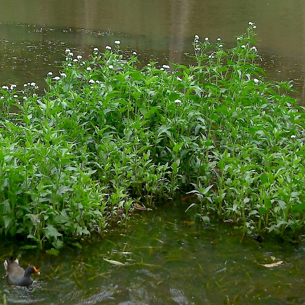 Gymnocoronis spilanthoides UF/IFAS Assessment University of Florida