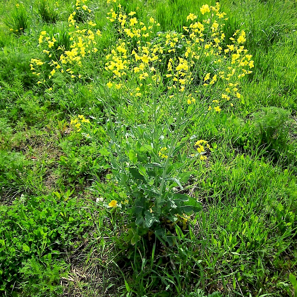 Brassica napus - UF/IFAS Assessment - University of Florida, Institute ...