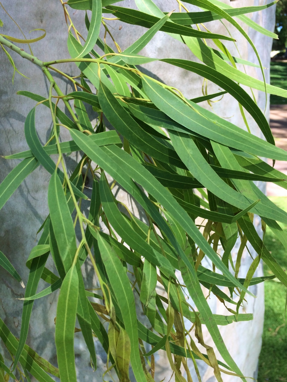 Eucalyptus Citronné - Corymbia citriodora Bio - Panacea Pharma