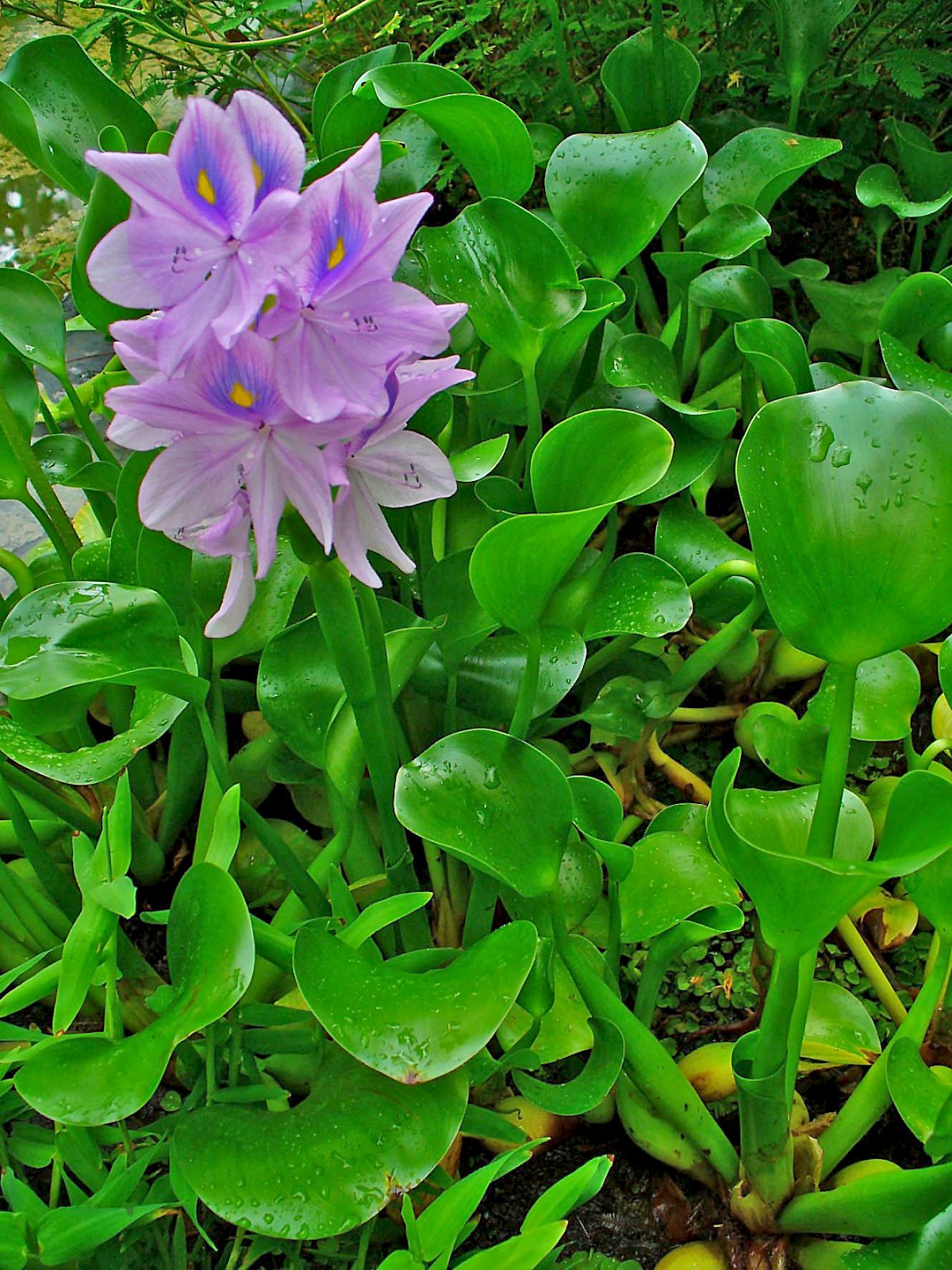 Eichhornia Crassipes UF IFAS Assessment University Of Florida 