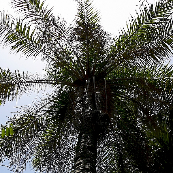  Crysalis Palm Kernel (Elaeis Guineensis) Oil - 1.01 Fl