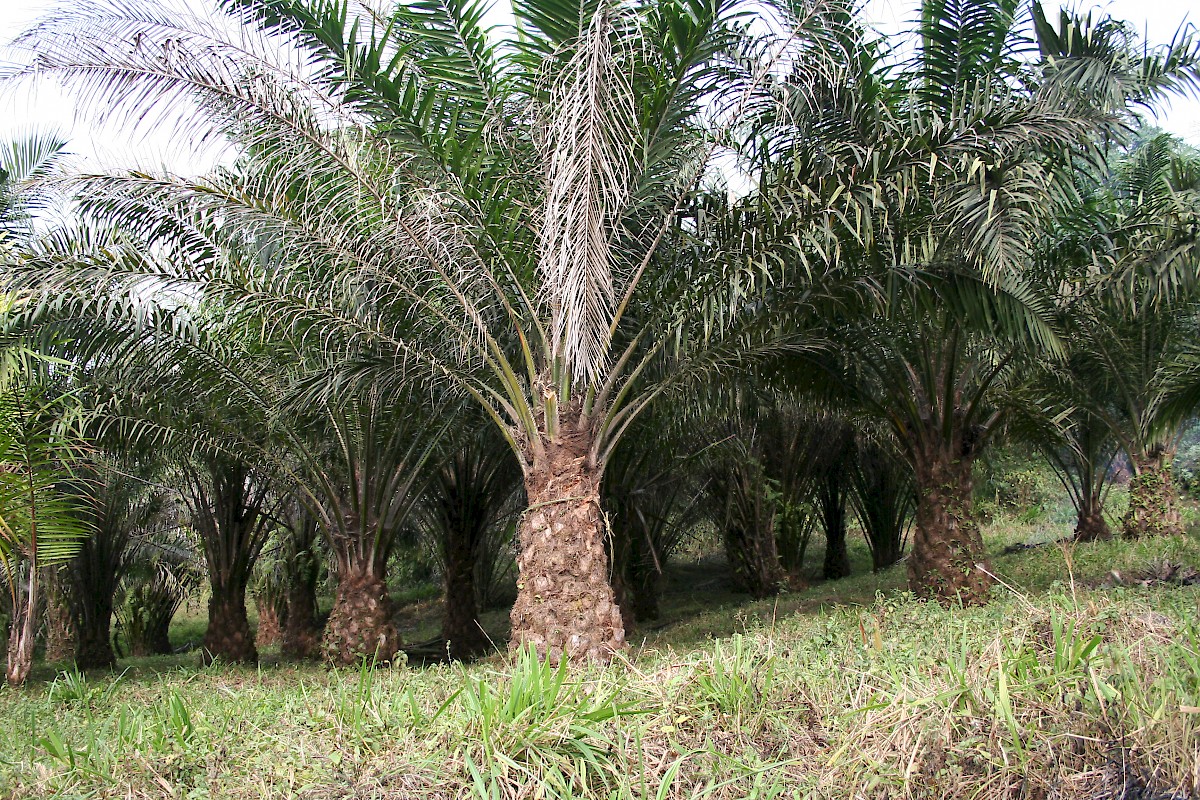 Crysalis Palm Kernel (Elaeis Guineensis) Oil - 0.51 Fl Oz (15ml)