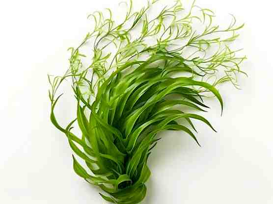 Vallisneria spiralis