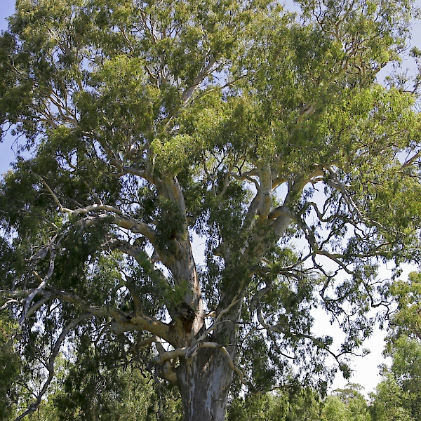 Eucalyptus camaldulensis - UF/IFAS Assessment - University of Florida ...