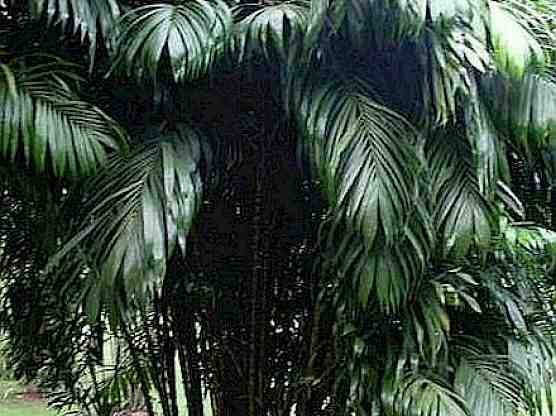 Bactris guineensis