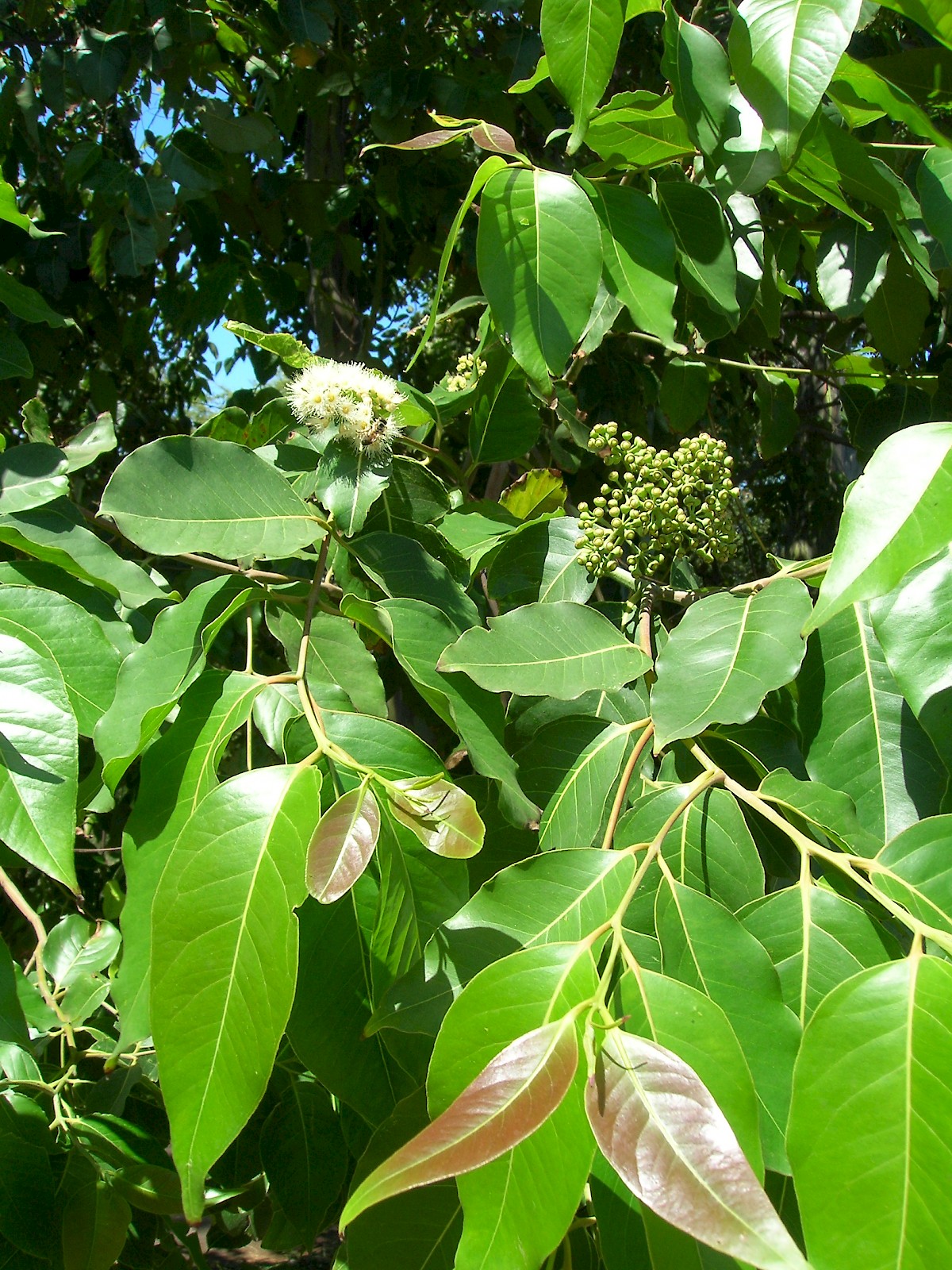 Eucalyptus deglupta (Mindanao gum) (Rainbow eucalyptus)