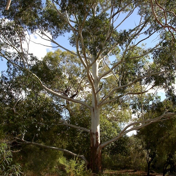 Eucalyptus grandis - UF/IFAS Assessment - University of Florida ...