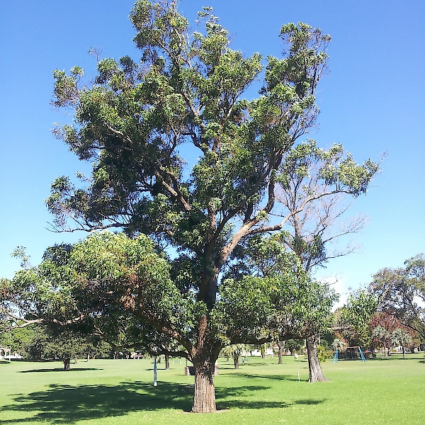 Eucalyptus robusta - UF/IFAS Assessment - University of Florida ...