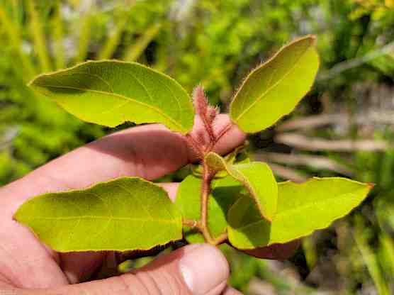 Corymbia torelliana