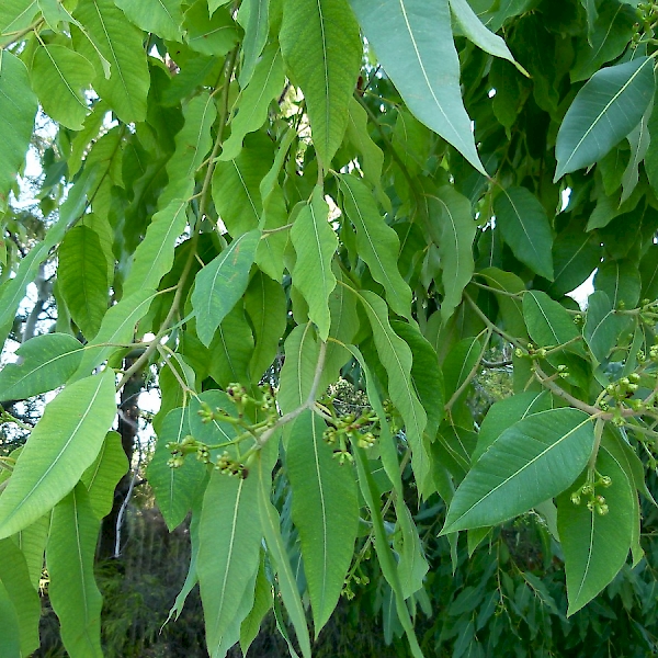 Eucalyptus torelliana - UF/IFAS Assessment - University of Florida ...