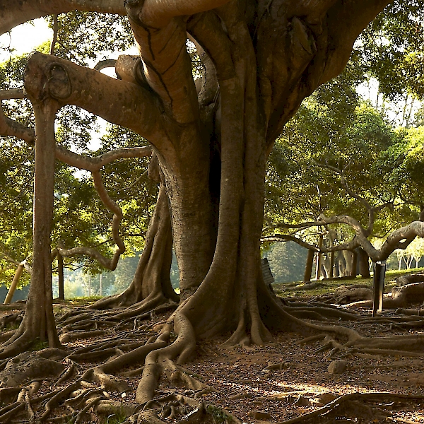 Ficus benjamina - UF/IFAS Assessment - University of Florida, Institute