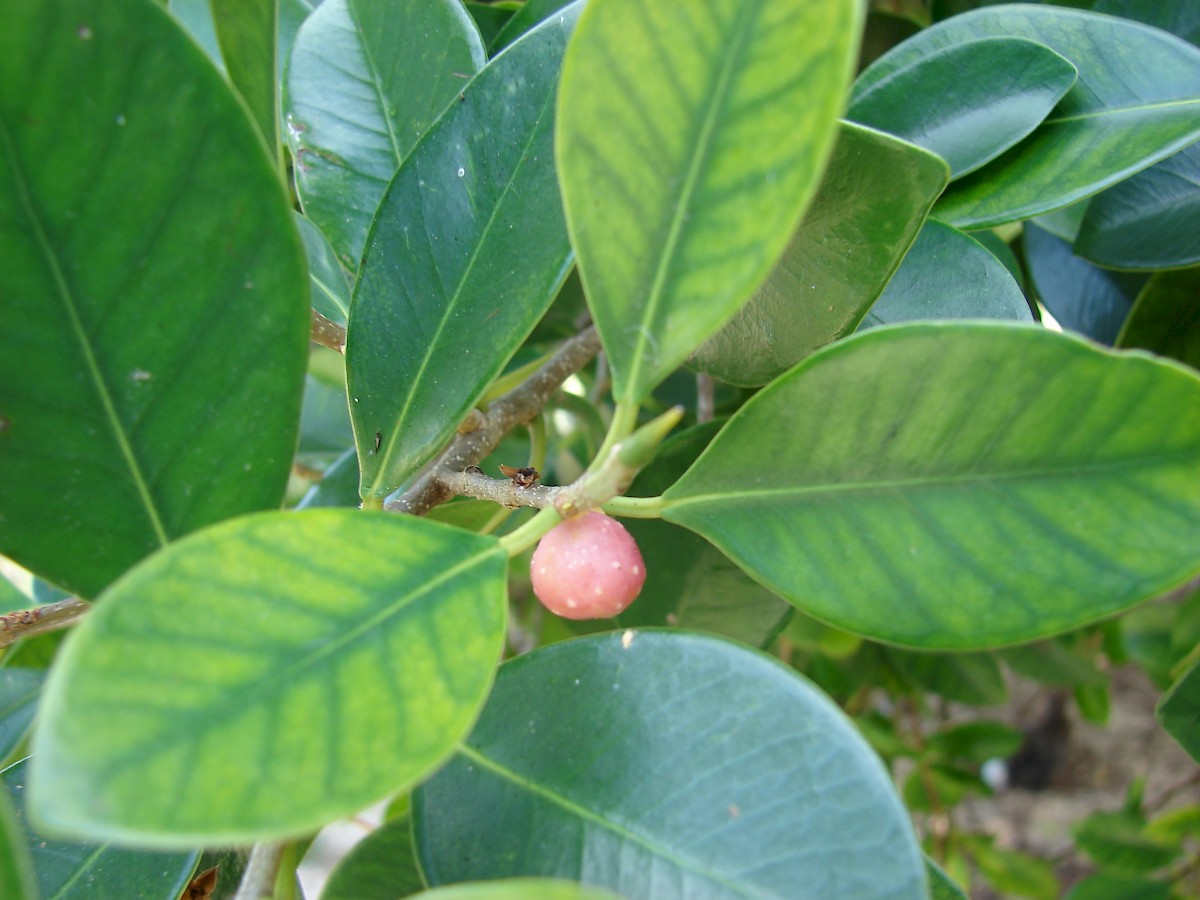 Ficus microcarpa - UF/IFAS Assessment - University of Florida