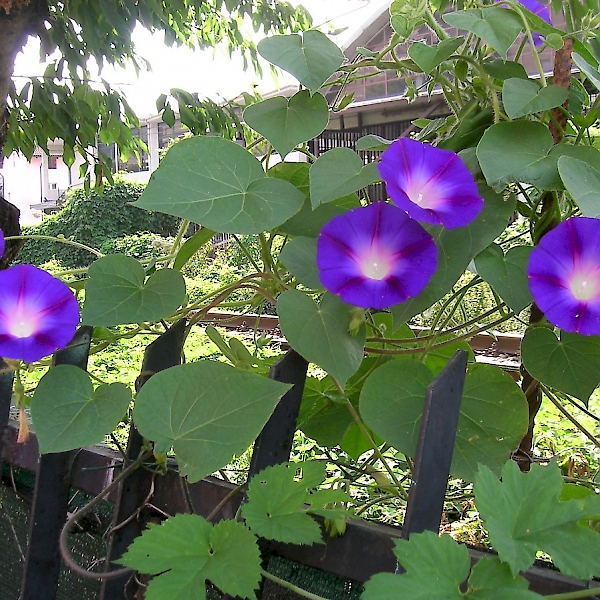 ipomoea-purpurea-uf-ifas-assessment-university-of-florida