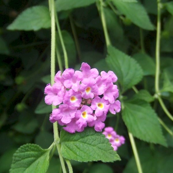 Lantana montevidensis - UF/IFAS Assessment - University of Florida ...