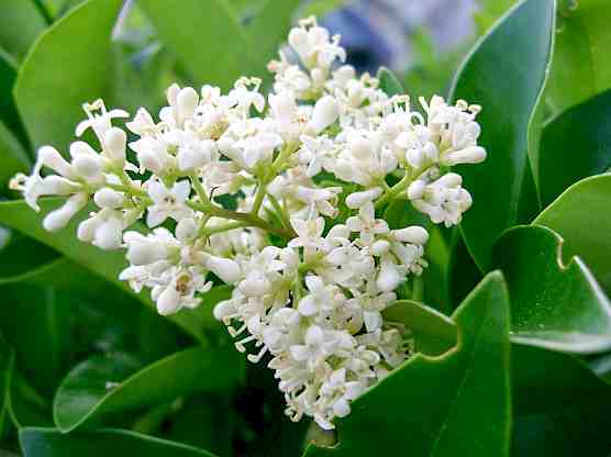 Ligustrum japonicum