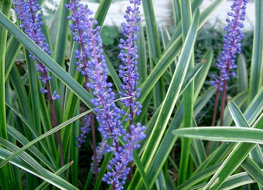 Liriope Muscari UF IFAS Assessment University Of Florida Institute 