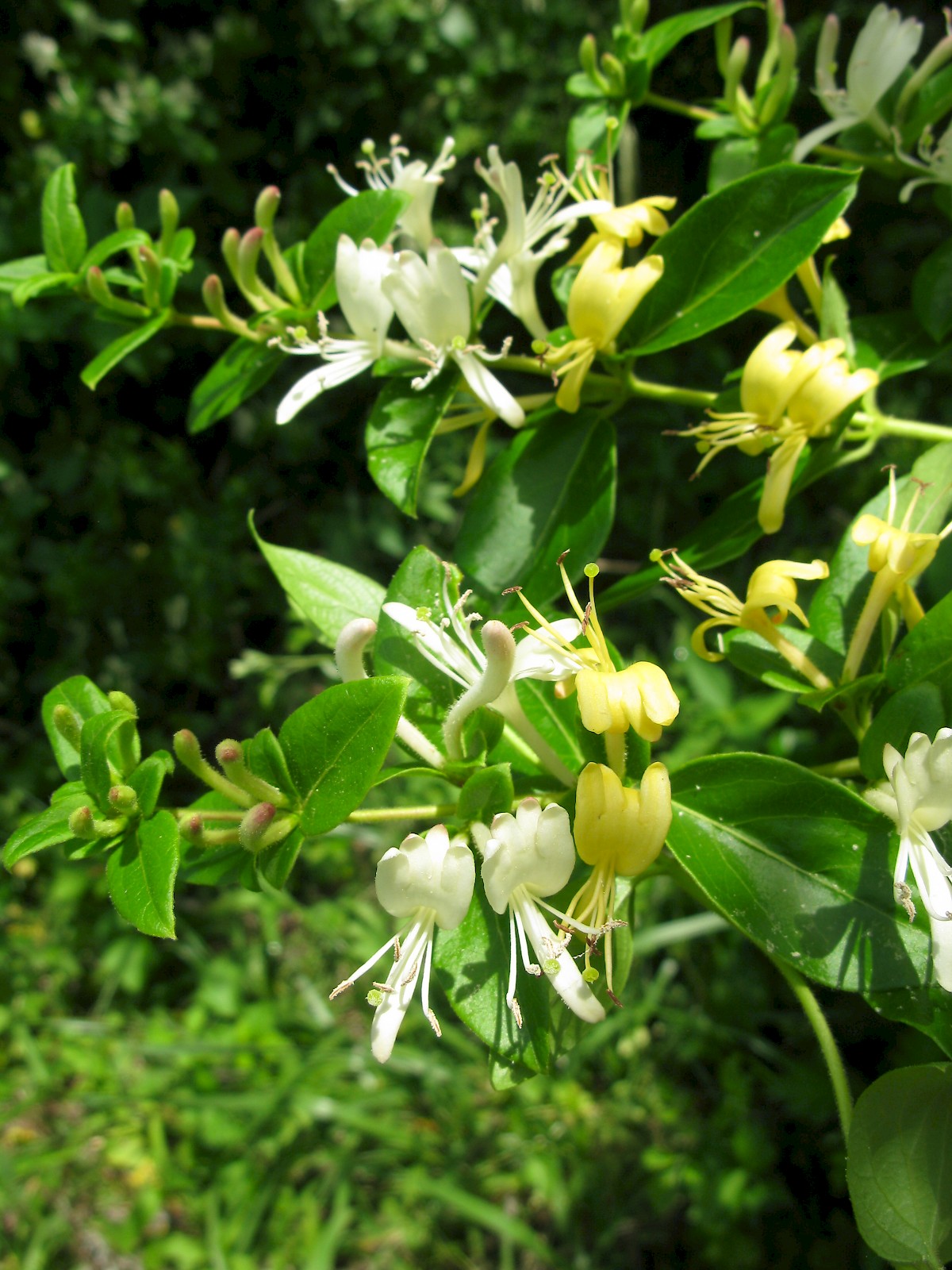 Download Lonicera japonica - UF/IFAS Assessment - University of ...