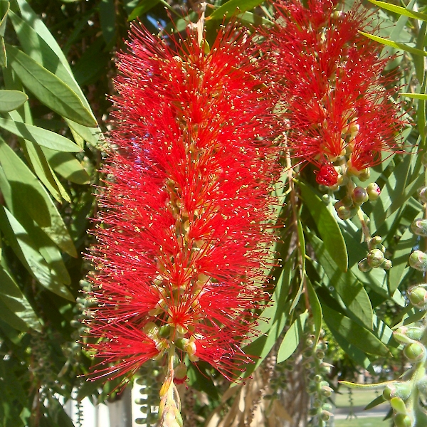 Melaleuca viminalis - UF/IFAS Assessment - University of Florida ...