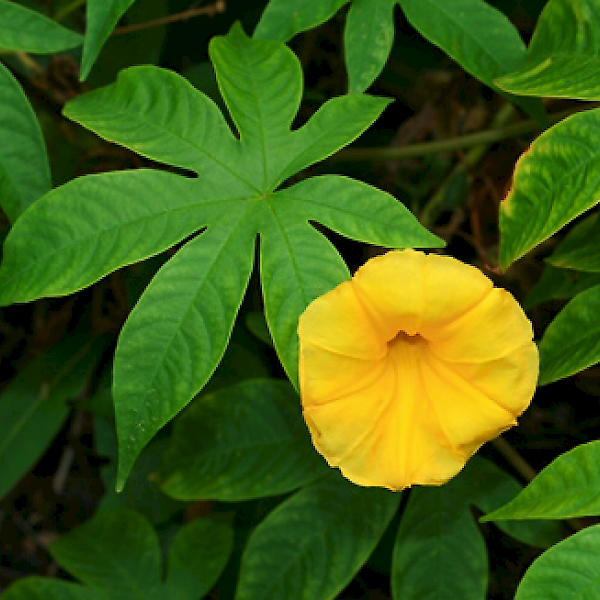 distimake-tuberosus-uf-ifas-assessment-university-of-florida