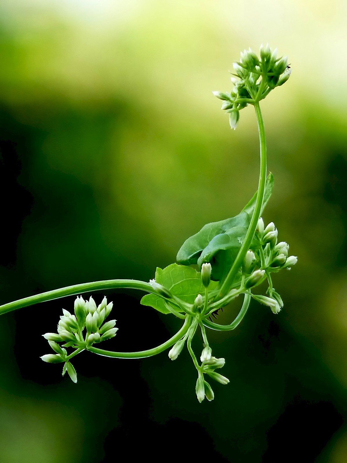 Mikania micrantha - UF/IFAS Assessment - University of Florida