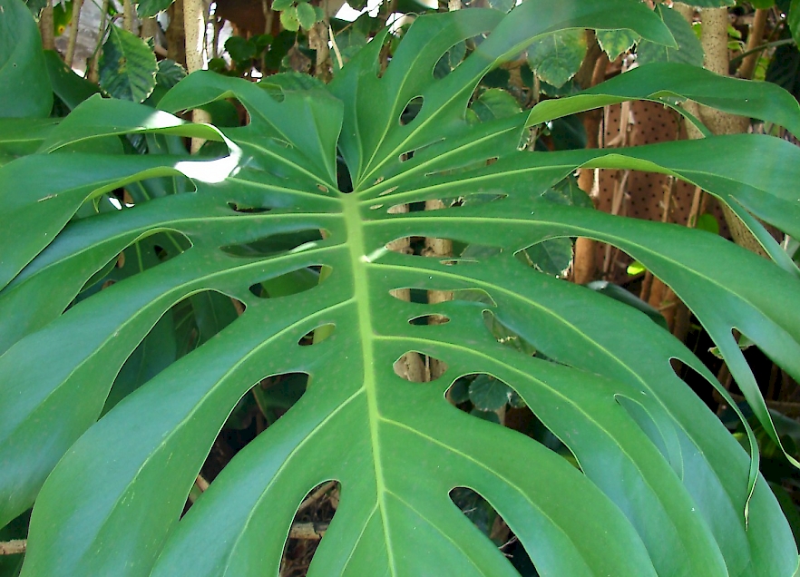 Monstera @ Federal University of Lavras, Minas Gerais, Brazil. : r/Monstera