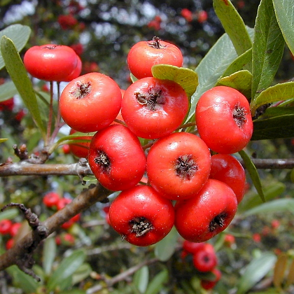 Pyracantha koidzumii - UF/IFAS Assessment - University of Florida ...