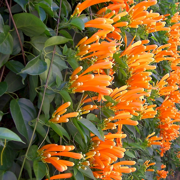 Pyrostegia venusta - UF/IFAS Assessment - University of Florida ...