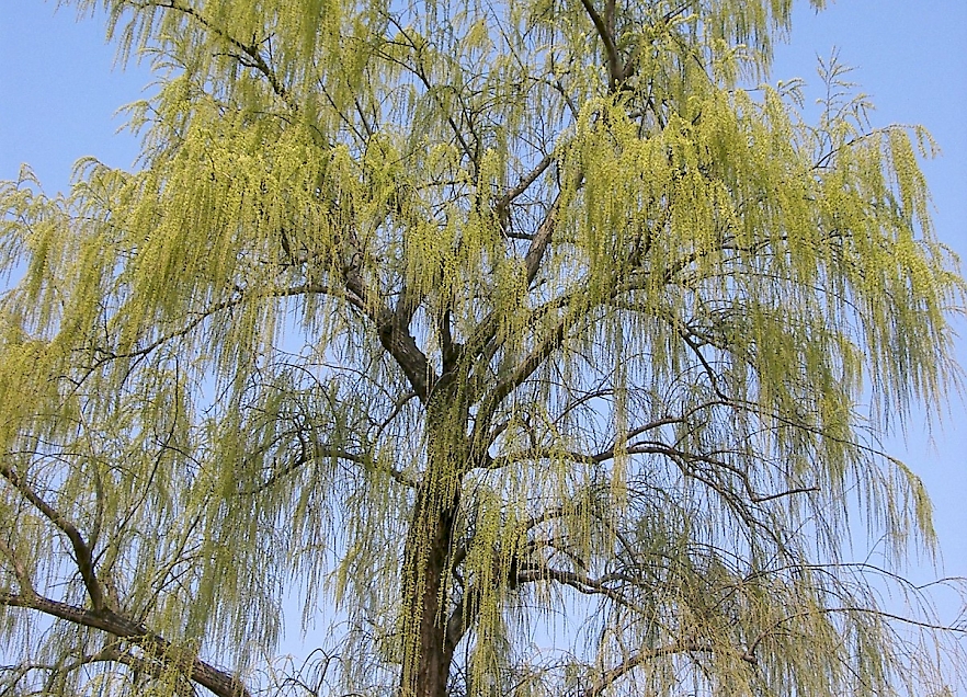 salix-babylonica-uf-ifas-assessment-university-of-florida