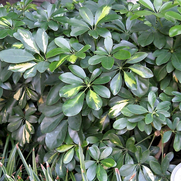 Schefflera arboricola - UF/IFAS Assessment - University of Florida ...