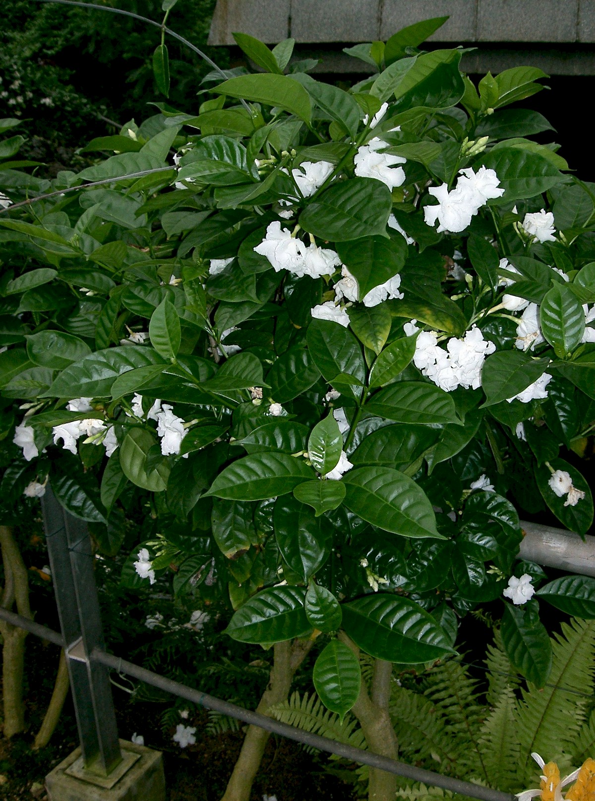 Tabernaemontana divaricata - UF/IFAS Assessment - University of Florida