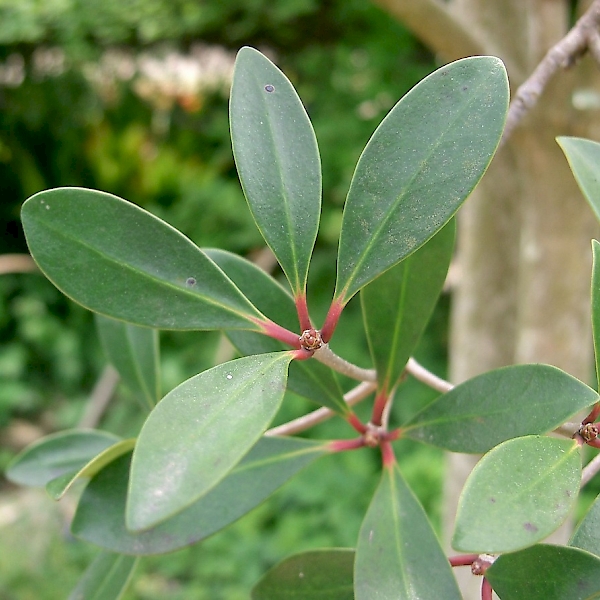 Ternstroemia gymnanthera - UF/IFAS Assessment - University of Florida ...