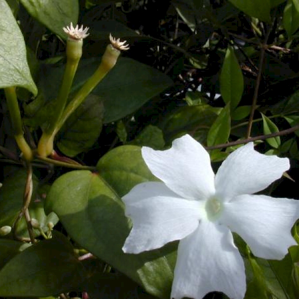 Thunbergia fragrans - UF/IFAS Assessment - University of Florida ...