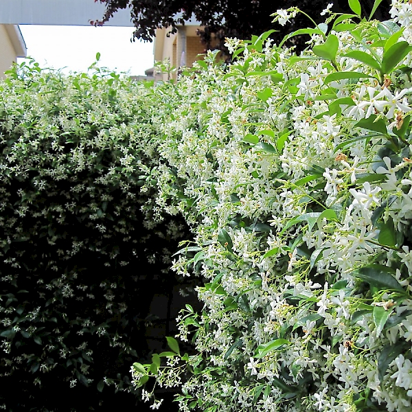 Trachelospermum jasminoides - UF/IFAS Assessment - University of ...