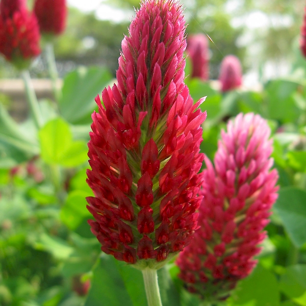 Trifolium incarnatum - UF/IFAS Assessment - University of Florida ...