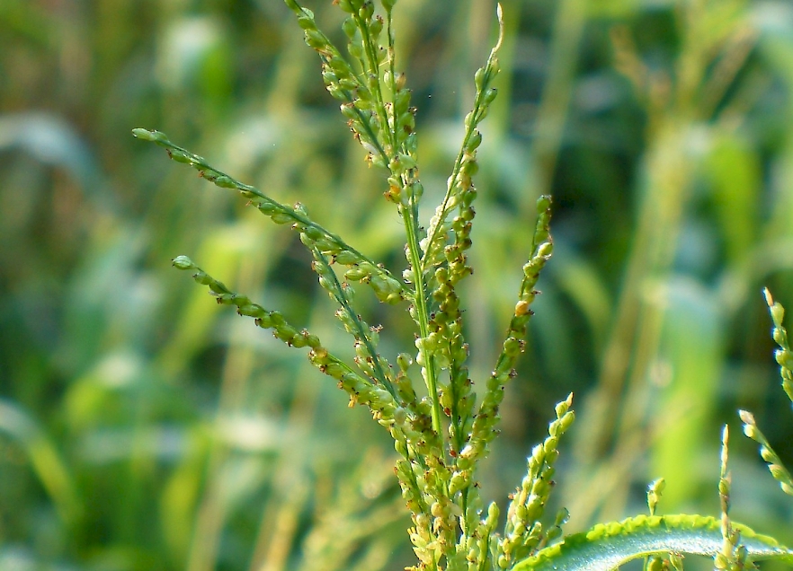 Urochloa ramosa - UF/IFAS Assessment - University of Florida, Institute ...